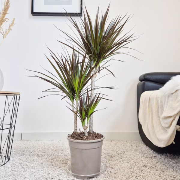 Dracena obrzeżona (Dracaena marginata 'Magenta') 90-100cm