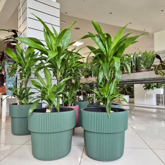 Dracena wonna janet craig