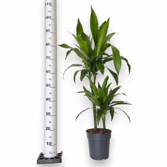 Dracena wonna janet craig