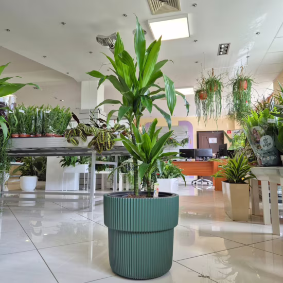 Dracena wonna janet craig