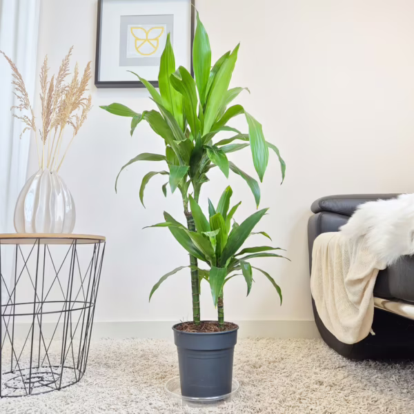Dracena wonna (Dracaena fragrans 'Janet Craig') 90-110cm