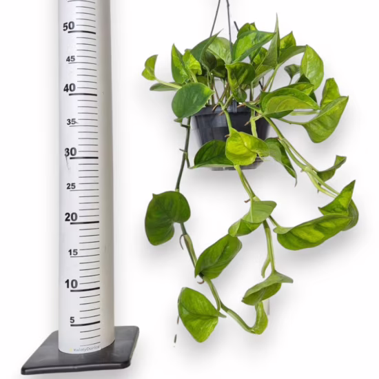 Epipremnum pnące (Epipremnum pinnatum ‘Global Green’) 40-50cm