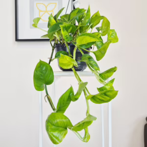 Epipremnum  pnące (Epipremnum pinnatum 'Global Green') 40-50cm