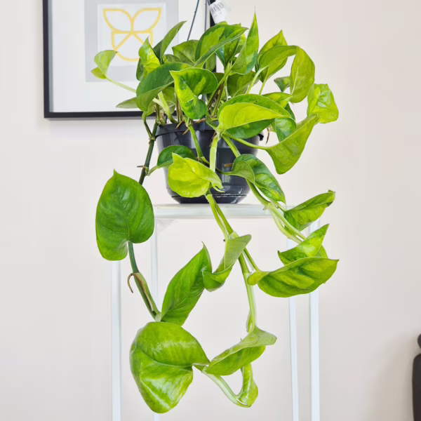Epipremnum  pnące (Epipremnum pinnatum 'Global Green') 40-50cm