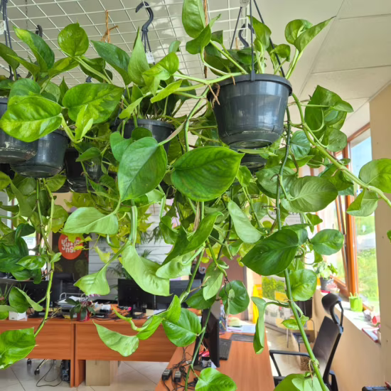 Epipremnum pnące (Epipremnum pinnatum ‘Global Green’) 40-50cm