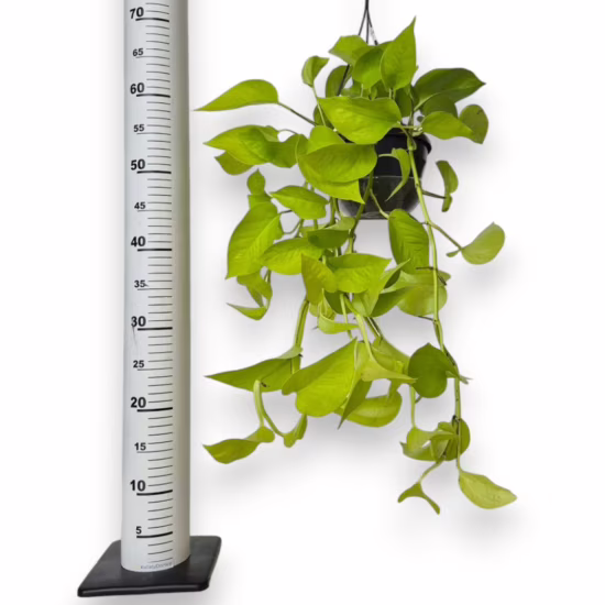 Epipremnum złociste (Epipremnum 'Neon Golden Pothos')