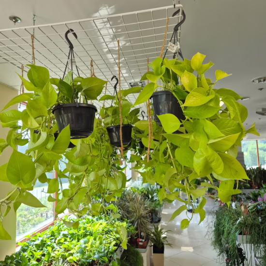 Epipremnum złociste (Epipremnum 'Neon Golden Pothos')