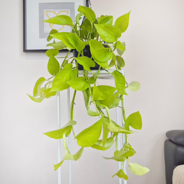 Epipremnum złociste (Epipremnum 'Neon Golden Pothos') 60-70cm