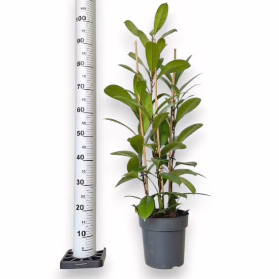 Fikus (Ficus ‘Cyathistipula’)