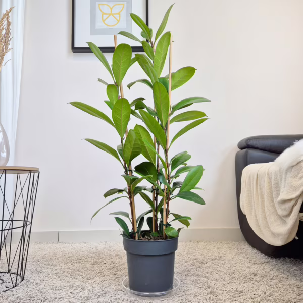 Fikus (Ficus 'Cyathistipula') 90-110cm