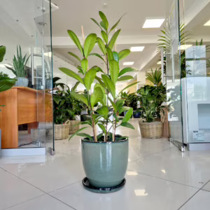 Fikus (Ficus 'Cyathistipula') 90-110cm