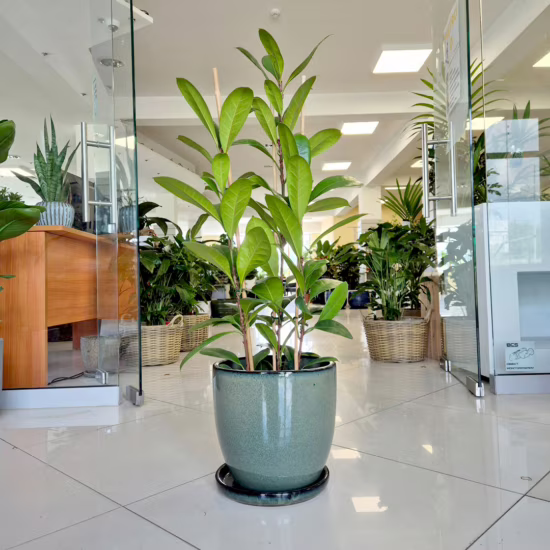 Fikus (Ficus ‘Cyathistipula’)