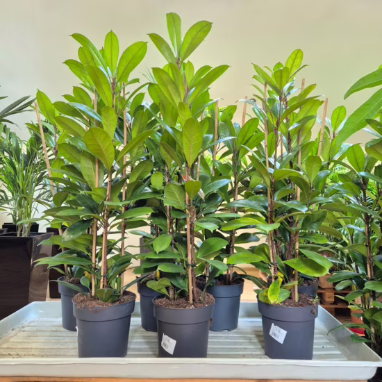Fikus (Ficus ‘Cyathistipula’)