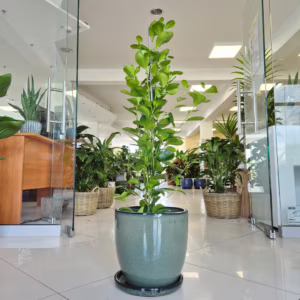 Fikus tępy (Ficus microcarpa 'Moclame') 90-110cm