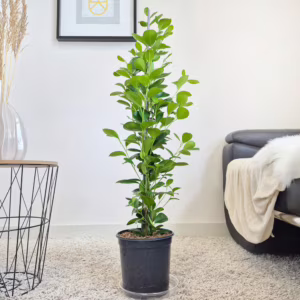 Fikus tępy (Ficus microcarpa 'Moclame') 90-110cm