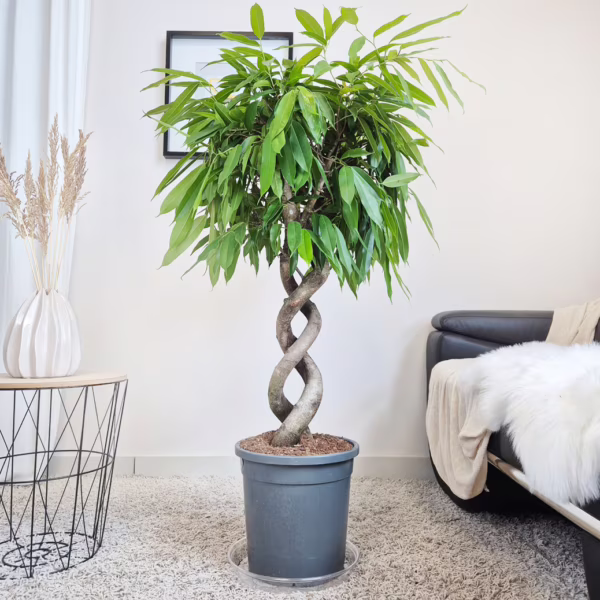 Fikus wierzbolistny (Ficus binnenijkii 'Amstel King') 130-140cm