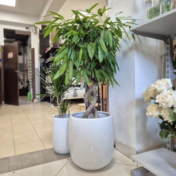 Fikus wierzbolistny (Ficus binnenijkii 'Amstel King') 130-140cm