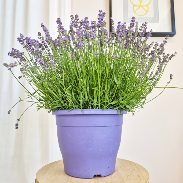 Lawenda wąskolistna (Lavandula Angustifolia 'Essence Pure') 45-55cm