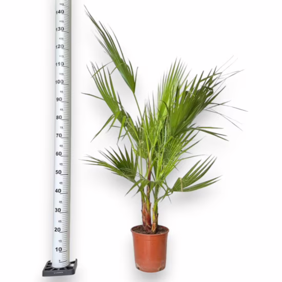 Palma Waszyngtonia nitkowata (Washingtonia filifera)