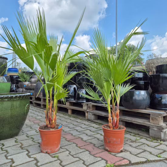Palma Waszyngtonia nitkowata (Washingtonia filifera)