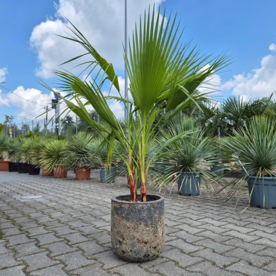Palma Waszyngtonia nitkowata (Washingtonia filifera) (3)