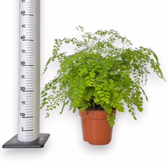 Paproć adiantum (Adiantum raddianum 'Fragrans')