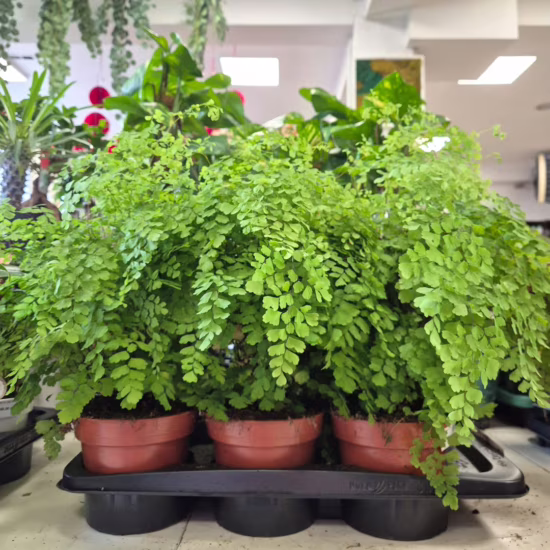 Paproć adiantum (Adiantum raddianum 'Fragrans')