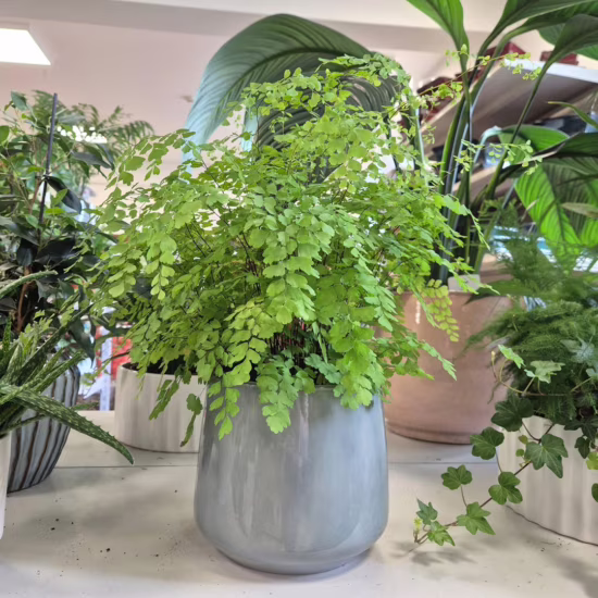 Paproć adiantum (Adiantum raddianum 'Fragrans')