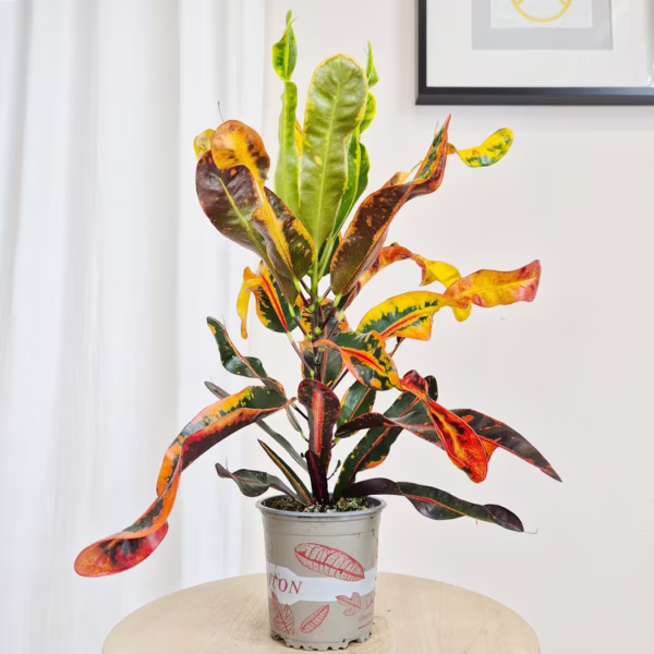 Kroton pstry trójskrzyn (Codiaeum variegatum 'Mammi') 45-55cm