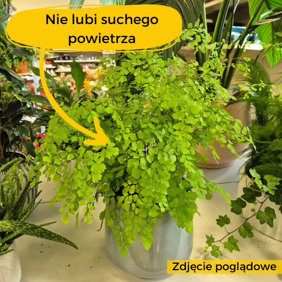 paproć adiantum nie lubi suchego powietrza