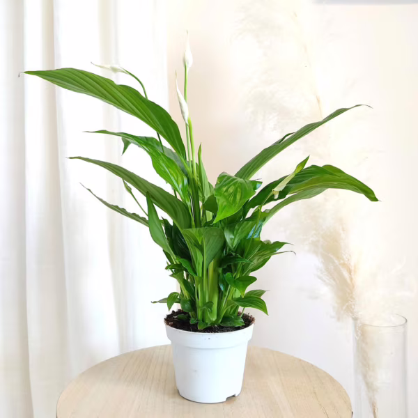 Skrzydłokwiat (Spathiphyllum 'Strauss') 40-50cm