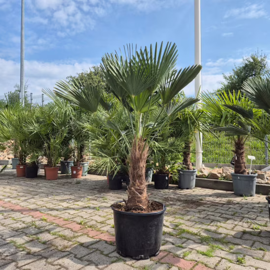 trachycarpus palma szorstkowiec wagnera