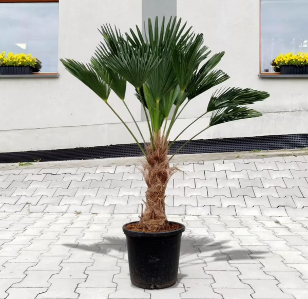Palma szorstkowiec Wagnera (Trachycarpus wagnerianus) 130-140