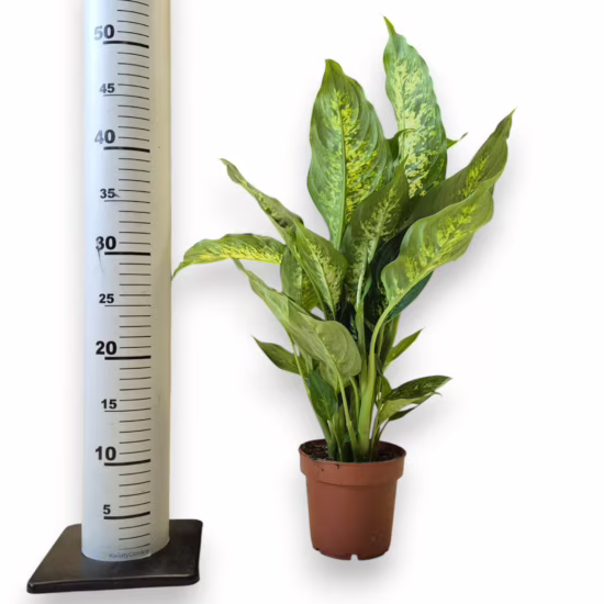 Dieffenbachia (Dieffenbachia Compacta) 45-55cm