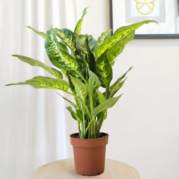 Dieffenbachia  (Dieffenbachia  Compacta) 45-55cm