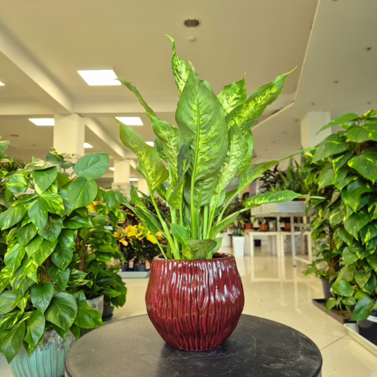 Dieffenbachia (Dieffenbachia Compacta) 45-55cm