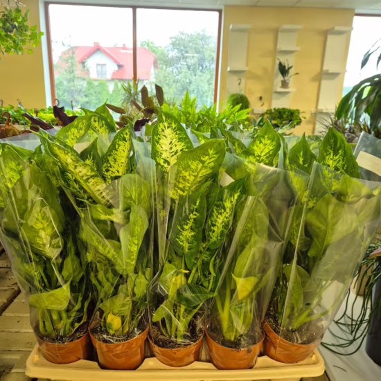 Dieffenbachia (Dieffenbachia Compacta) 45-55cm