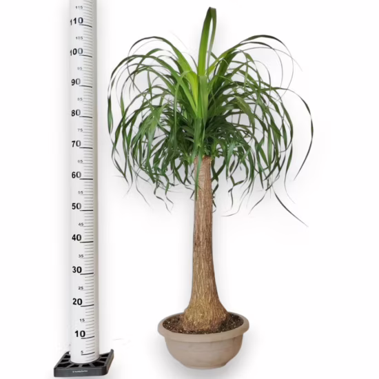 Nolina stopa słonia (Nolina recurvata) 100-120cm