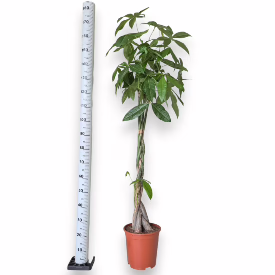 Pachira wodna (Pachira aquatica) 170-180cm