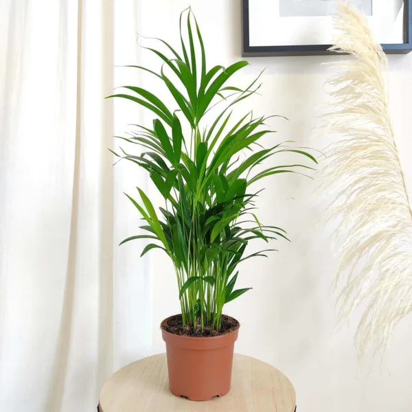 Palma Areka (Areca Dypsis) 70-80cm