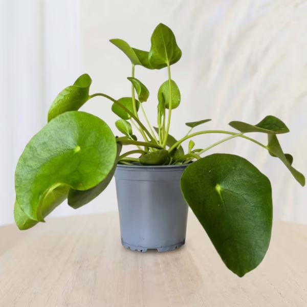 Pilea, pieniążek (Pilea peperomioides) 25-35cm