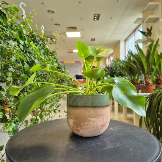 Pilea, pieniążek (Pilea peperomioides) 25-30cm