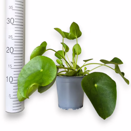 Pilea, pieniążek (Pilea peperomioides) 25-30cm