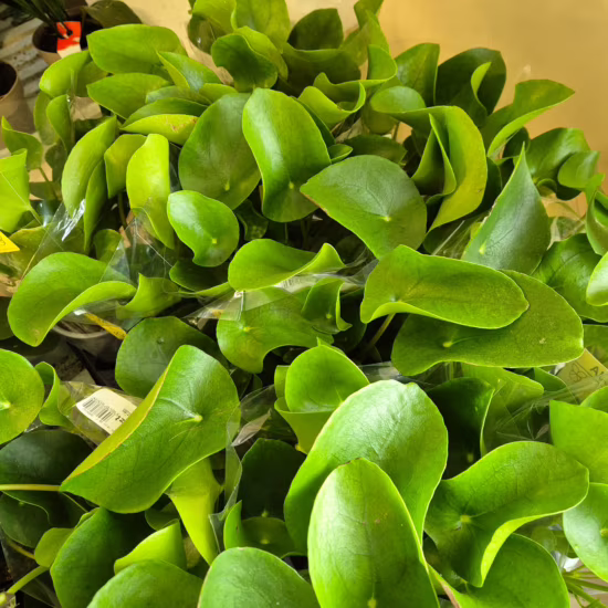 Pilea, pieniążek (Pilea peperomioides) 25-30cm