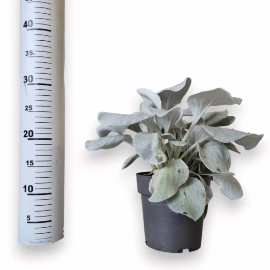 Senecio candidans 'Angel Wings'