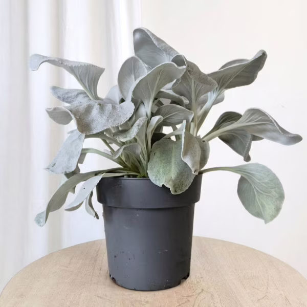 Starzec (Senecio candidans 'Angel Wings') 25-30cm