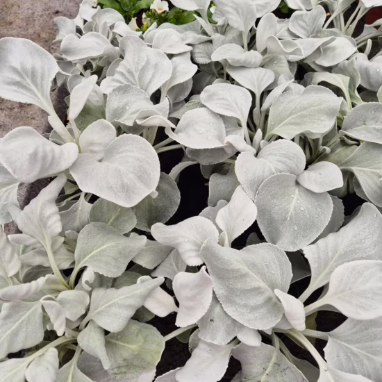 Senecio candidans 'Angel Wings'