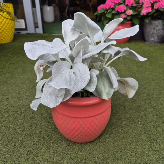 Senecio candidans 'Angel Wings'