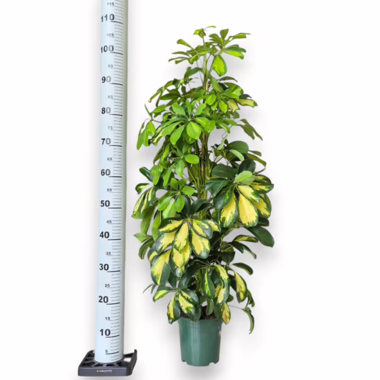 Szeflera drzewkowata (Schefflera arbolicora 'Dalton') 95-115cm
