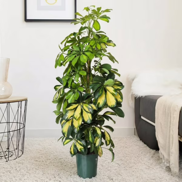 Szeflera drzewkowata (Schefflera arbolicora 'Dalton') 95-115cm